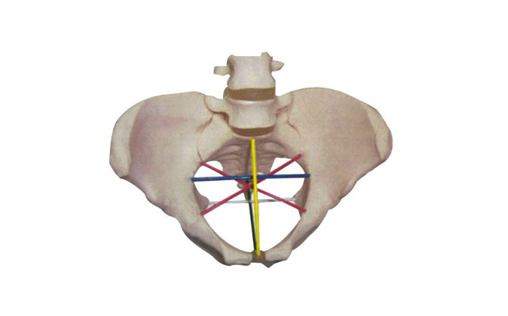 JY/F24骨盆测量示教模型