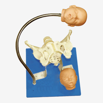 JY/F23带有胎儿头部的骨盆模型