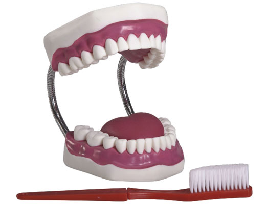 JY/H11牙护理保健模型