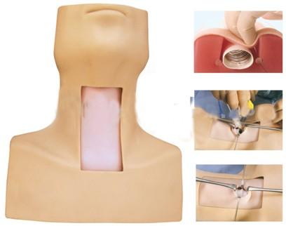 标准的气管解剖位置，用手可触摸气管，进行切口定位。