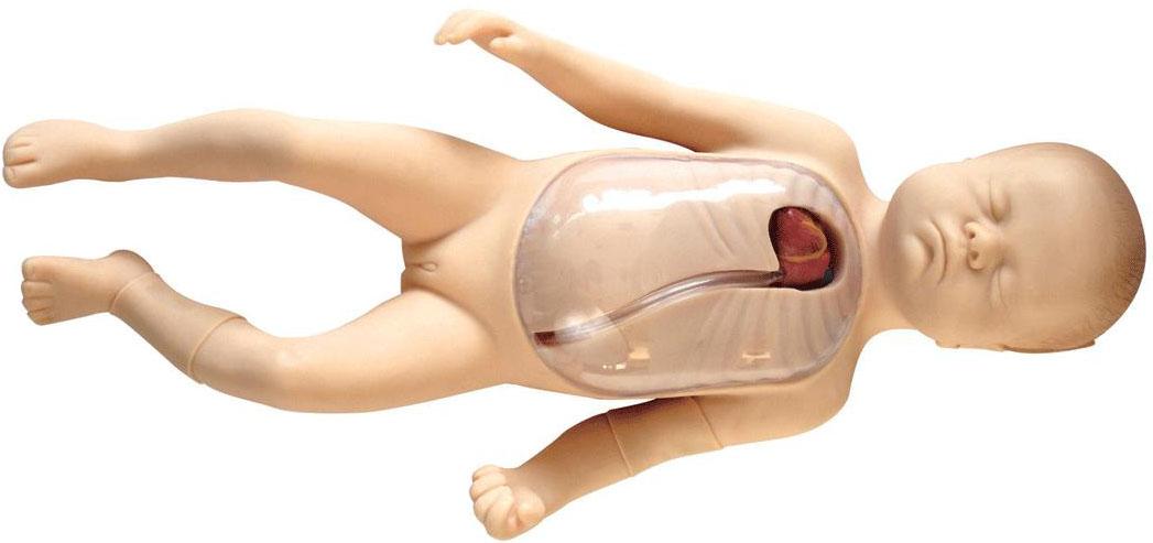 高级新生儿经外周中心静脉插管模型
