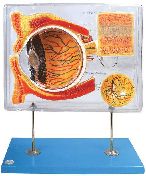眼示教放大模型是我公司自行研发生产热销的医学教学模型,欢迎各医院单位订购021-63283651