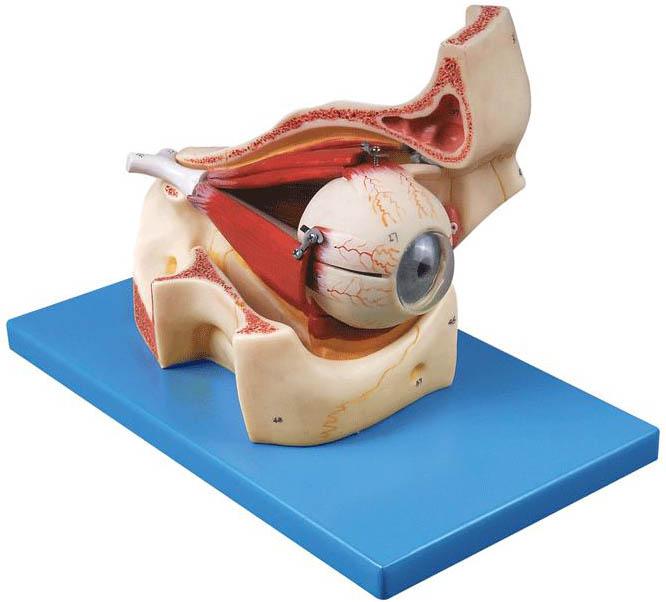 眼球与眼眶放大模型是我公司自行研发生产热销的医学教学模型,欢迎各医院单位订购021-63283651