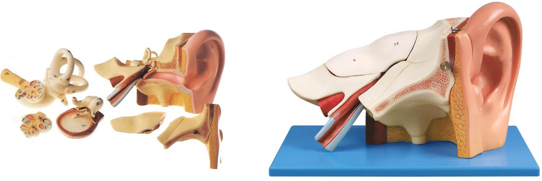 耳放大模型A17201,耳模型是我公司自行研发生产热销的医学教学模型,欢迎各医院单位订购021-63283651
