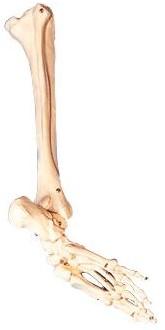 足骨、腓骨与胫骨模型A11132，胫骨和腓骨