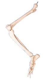 下肢骨模型A11131，成人下肢骨