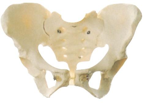 女性骨盆模型A11128，女性盆骨