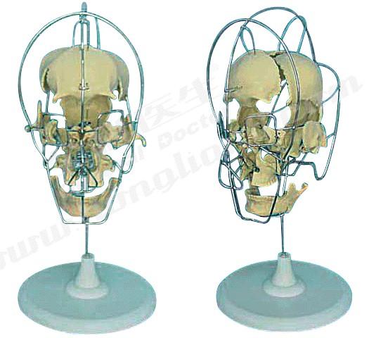 成人分离头颅骨模型A11116/1，成人分离头颅骨着色模型