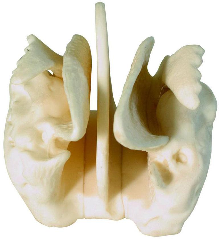 筛骨放大模型A11121，筛骨骨骼模型