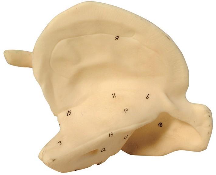 颞骨放大模型A11119，颞骨解剖放大模型