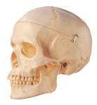 成人头颅骨模型A11110　