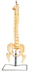 脊柱、骨盆与股骨头模型A11105