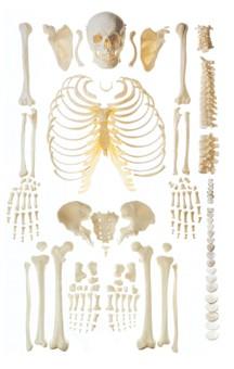人体骨骼散骨模型(游离骨)A11103，人体散骨模型，游离骨模型