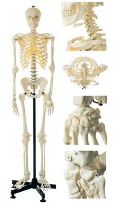 女性全身骨骼模型A11101-2 