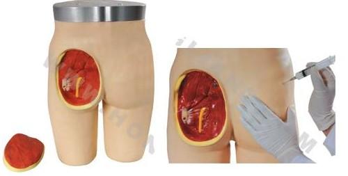 高级臀部肌内注射与解剖结构模型
