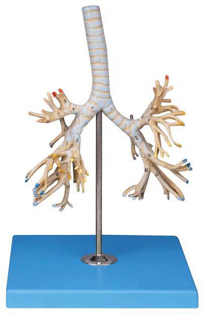 支气管树模型A13007，人体支气管模型-找上海佳悦，专业医学模型生产厂家