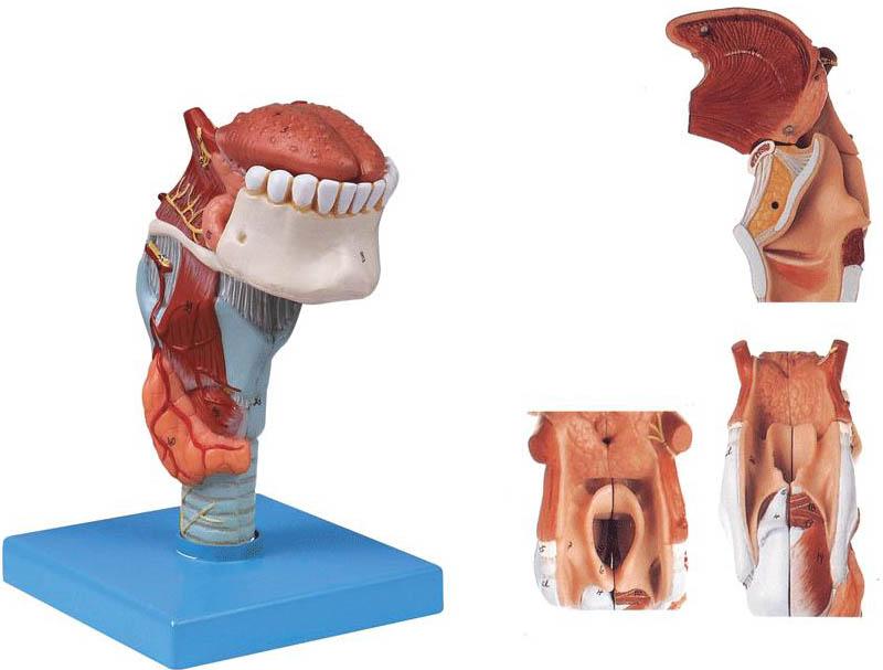 喉连舌、牙模型A13003，喉附舌牙模型-找上海佳悦，专业医学模型生产厂家