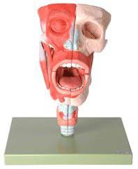 鼻、口、咽、喉腔模型A13001专业医学模型生产厂家