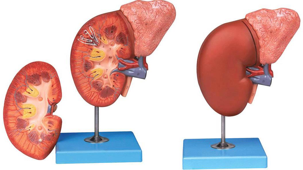 肾脏与肾上腺放大模型A14006，肾脏解剖模型-找上海佳悦，专业医学模型生产厂家
