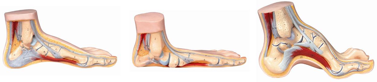 正常足、平底足、弓形足模型A11310，来上海佳悦，自产自销。