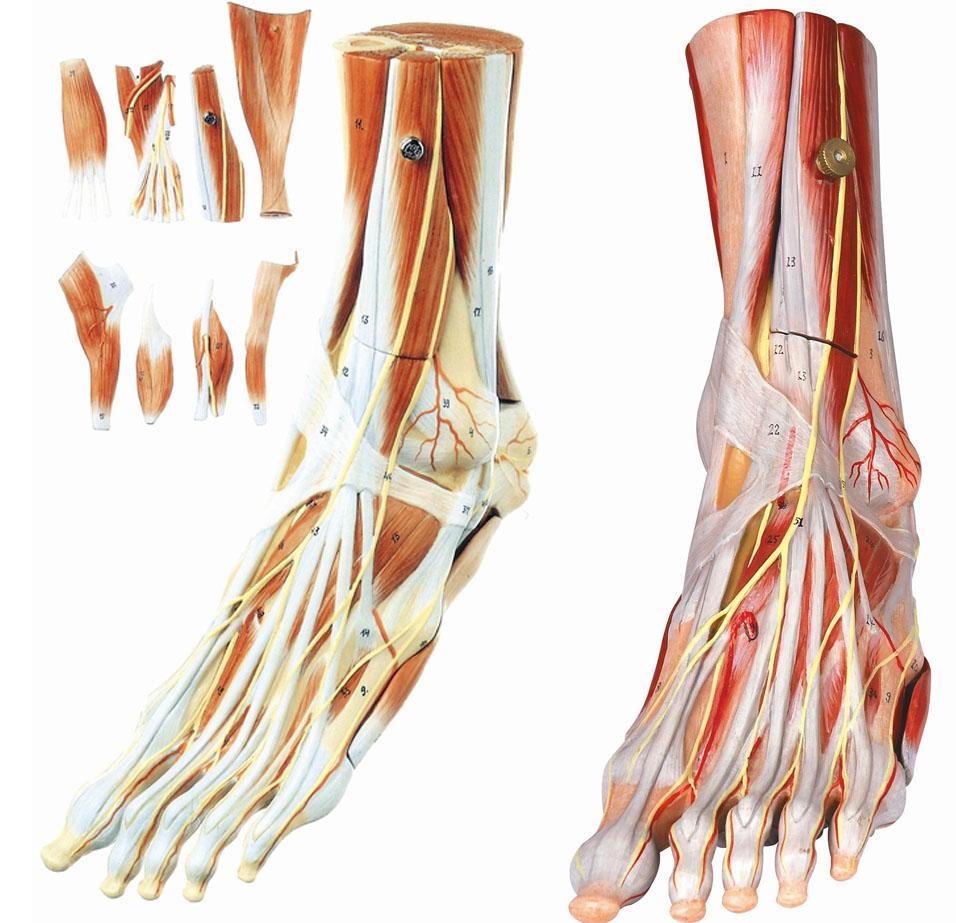 足肌附主要血管神经模型A11309，足骨模型，找上海佳悦专业生产商