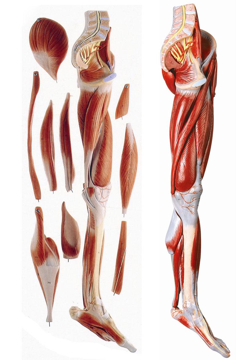 下肢肌肉附主要血管神经模型A11308，下肢血管解剖，找上海佳悦-专业生产商