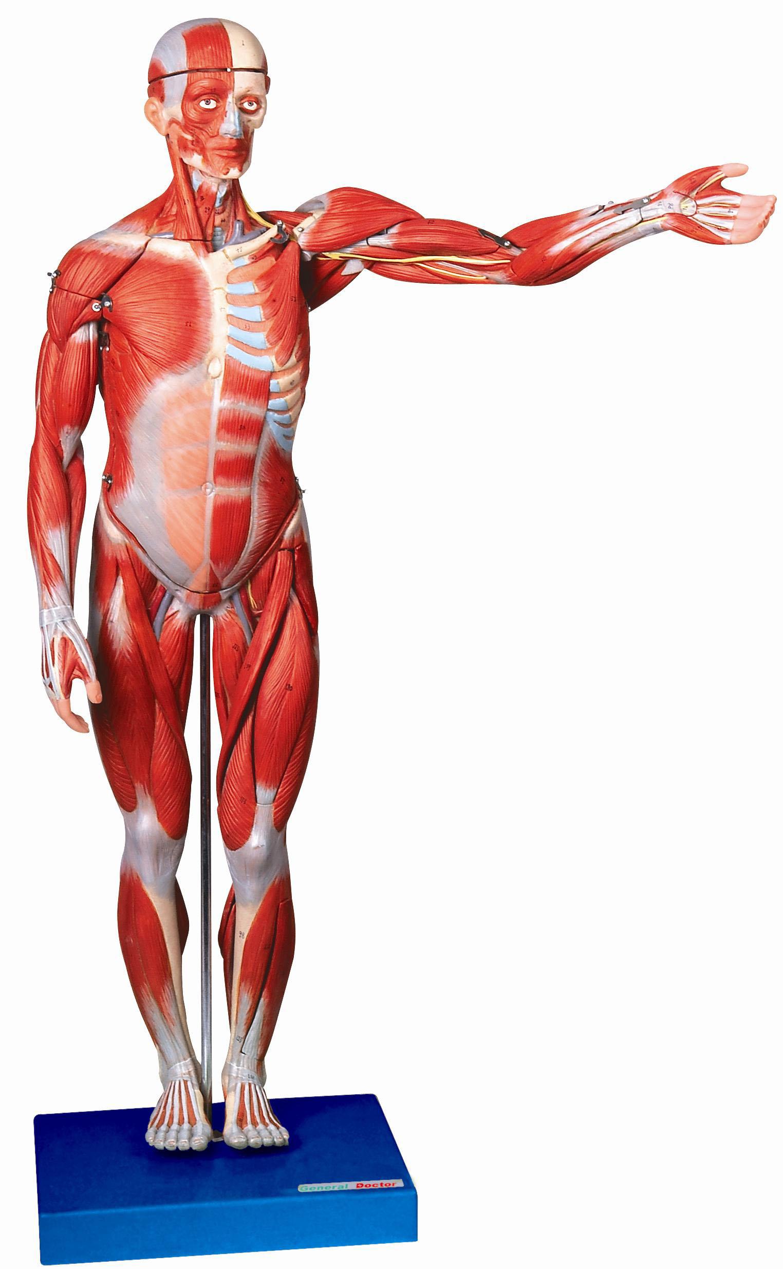 人体全身肌肉解剖模型（高170cm）A11302-2，医学解剖模型，人体肌肉模型
