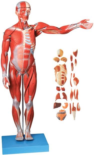 人体全身肌肉附内脏模型（高78cm）A11301-1，人体全身肌肉解剖模型