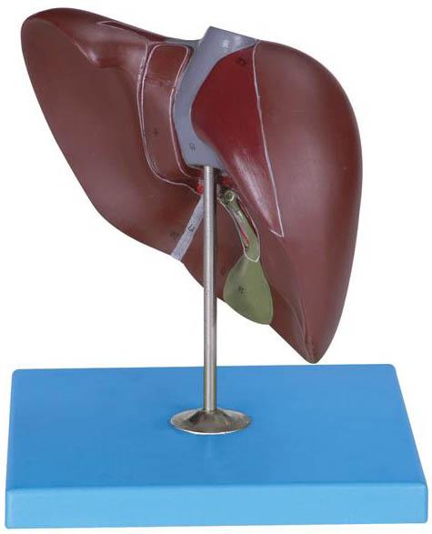 人体肝解剖模型，肝脏模型A12008-找上海佳悦，专业制造商