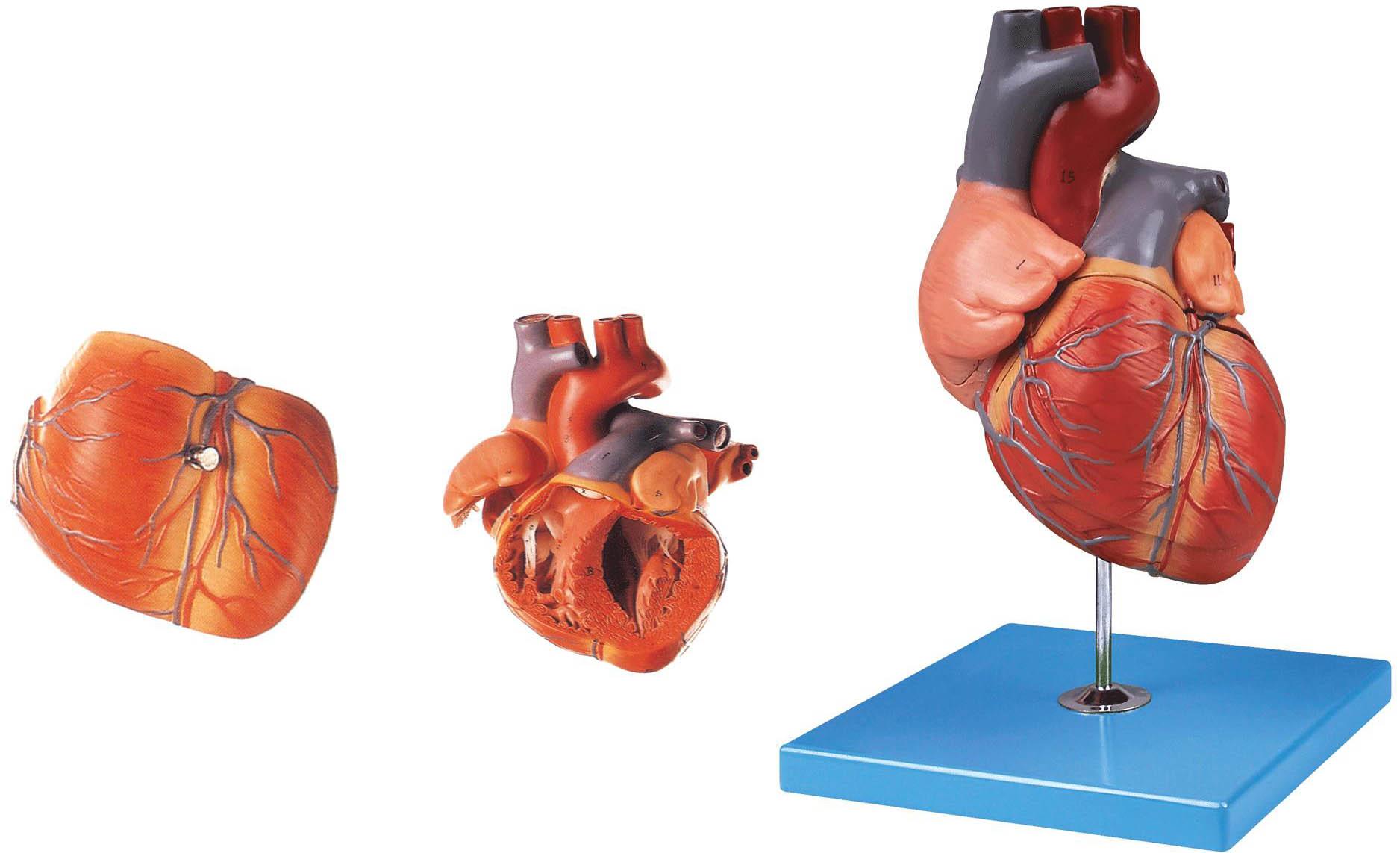 心脏解剖放大模型-上海佳悦公司:021-63283651 中国领先的医学教学模型设备制造厂家