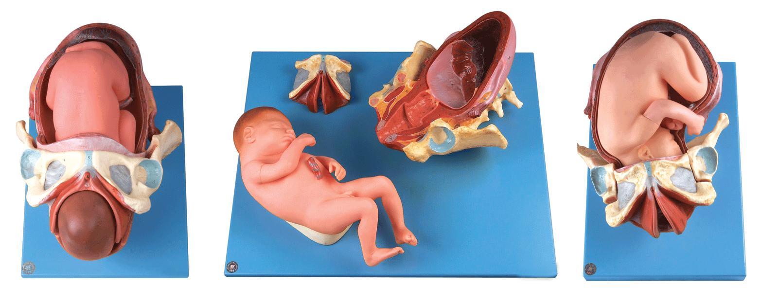 足月胎儿分娩过程模型A42007-上海佳悦公司:021-63283651 中国领先的医学教学模型设备制造厂家