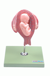 五个月胎儿模型-上海佳悦公司:021-63283651 中国领先的医学教学模型设备制造厂家
