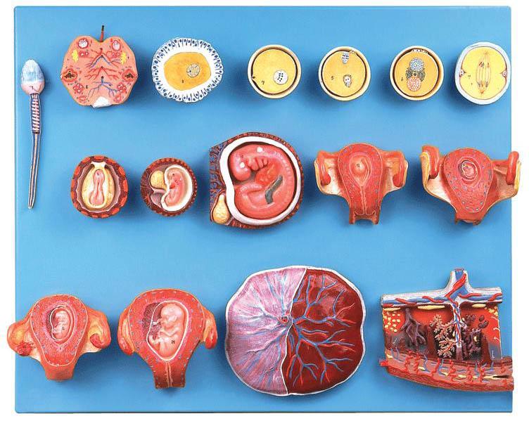 受精与早期胚胎发育过程模型A42004-上海佳悦公司:021-63283651 中国领先的医学教学模型设备制造厂家