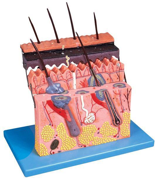 皮肤层次切面放大模型A41001-上海佳悦公司:021-63283651 中国领先的医学教学模型设备制造厂家