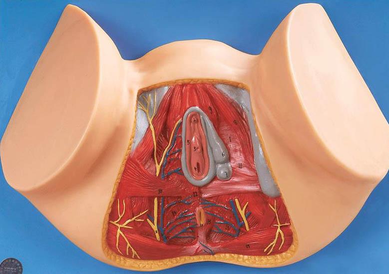 女性会阴模型A15113,女性会阴-找上海佳悦，专业医学模型生产厂家