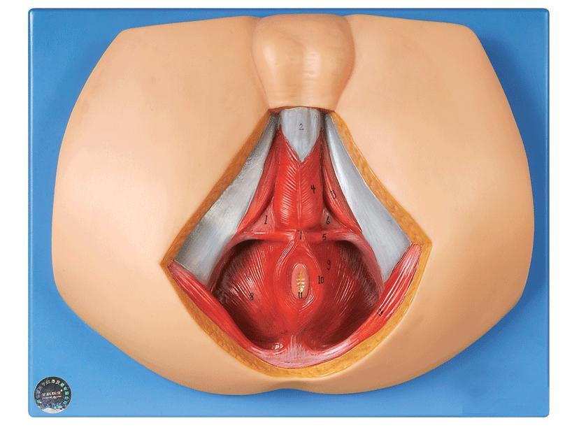 男性会阴模型A15112,男性会阴位置-找上海佳悦，专业医学模型生产厂家