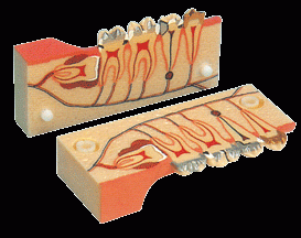 牙分解组织模型B10007-是我公司自行研发生产热销的医学教学模型,欢迎各医院单位订购021-63283651